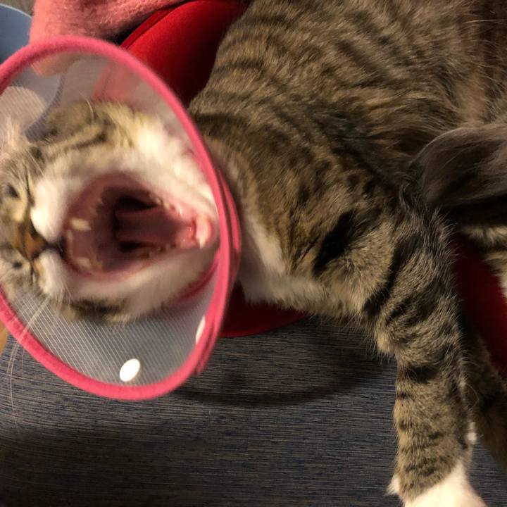 0ace066e a259 463c 9e8d 9db1cbcb2c2d 1511873303675