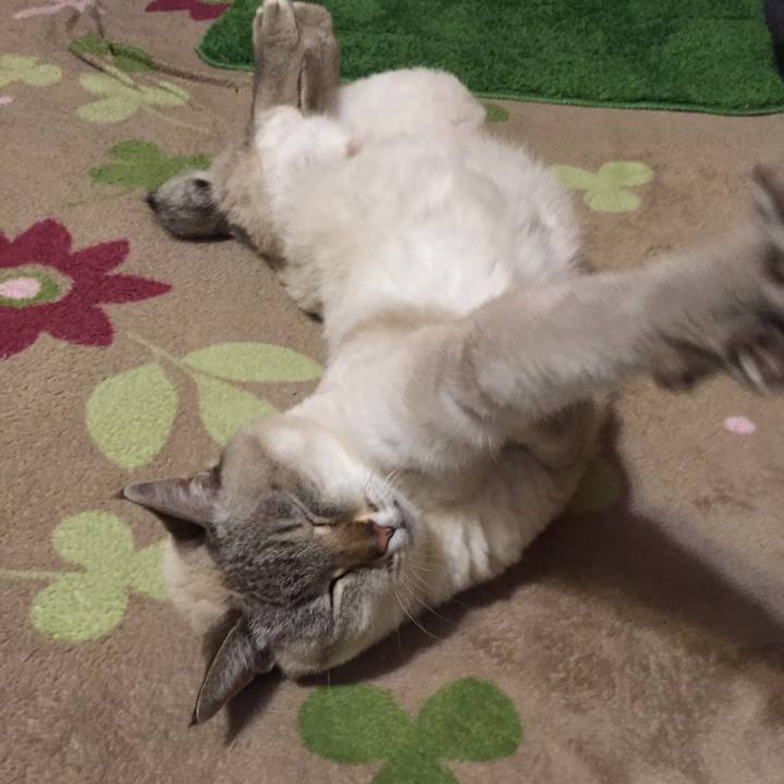 0ad15317 8e58 4b8d bdde f6e84ab36a2e 1545477033922