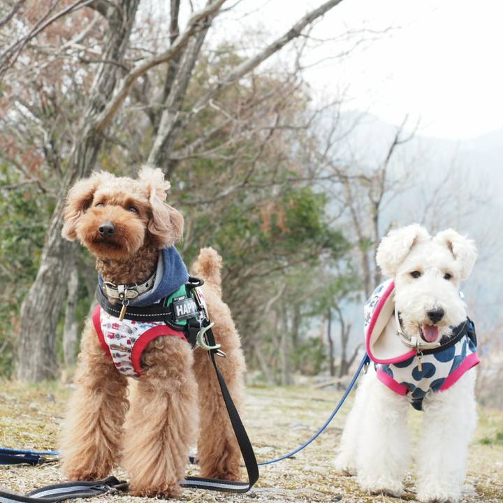 0ad2abdf c2eb 4ce6 bde4 35a2bb44d852 1521957608845