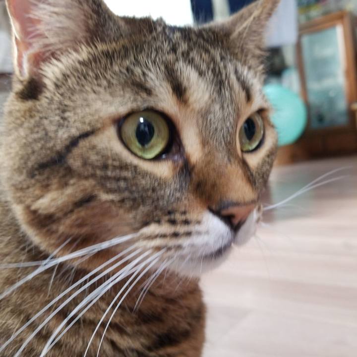 0ad81c63 2481 4e8a a57b 89c181a722fa 1573254163424