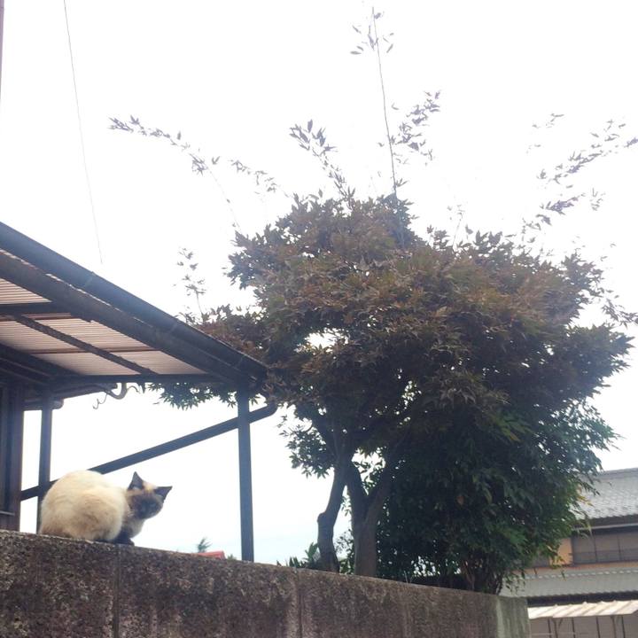 0adad8e7 da29 4ac0 b528 a665c0694a70 1507847662298