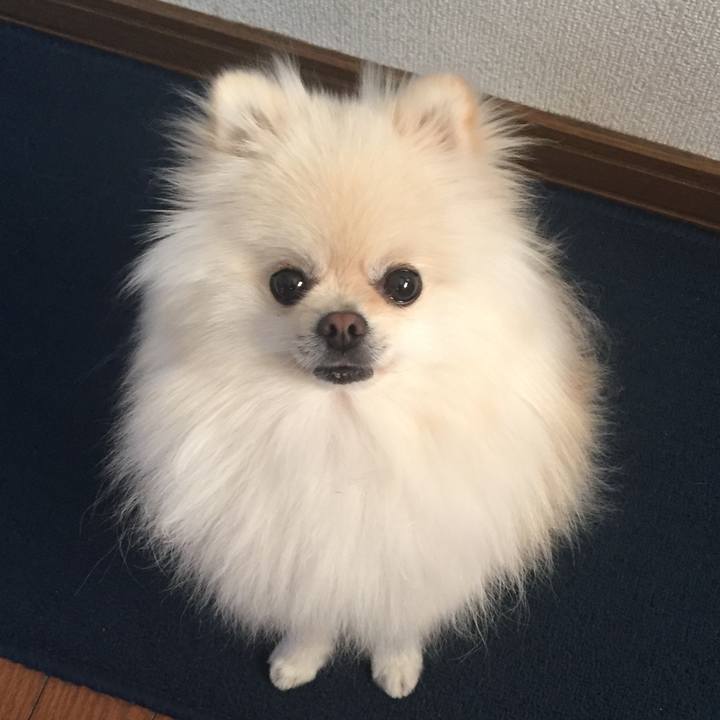 0add898a 9233 4385 a028 2aa4db72c592 1543183599439