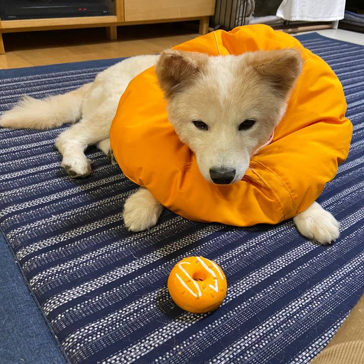 0ade1654 6a4e 4257 aef4 0cae0f41f24a 1653092120481