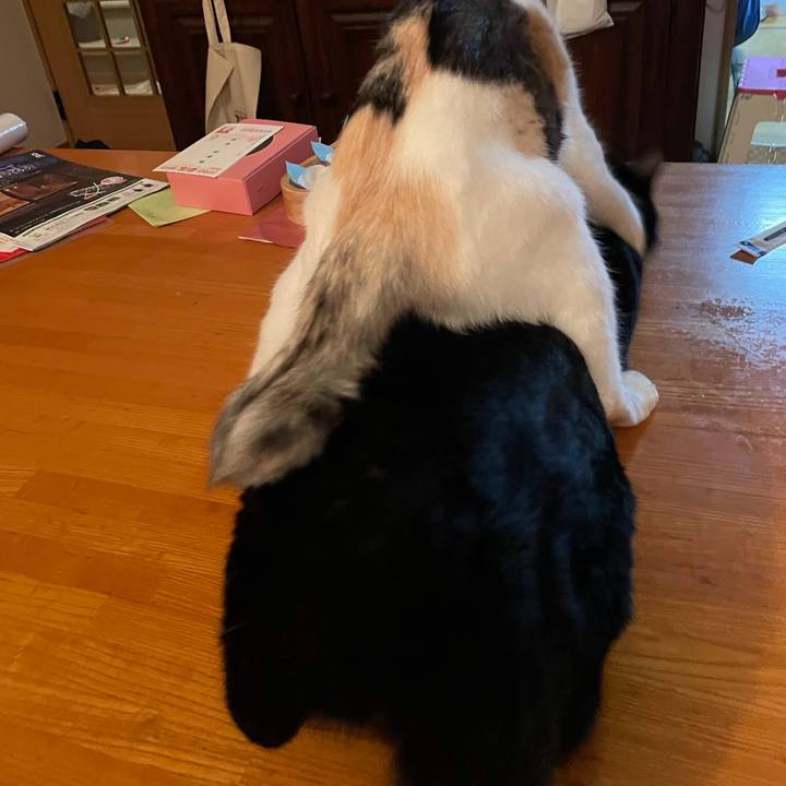 0adf14af c74f 4f0d 819a a6b2daca385c 1736426299355