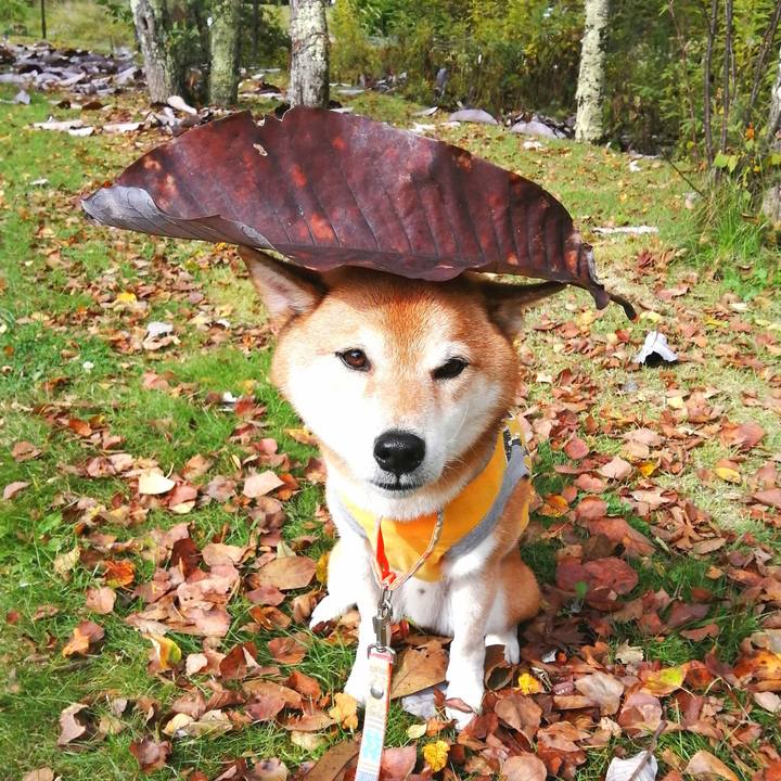 0ae2e3e6 a34d 45e6 82e4 50640107df86 1665240552802