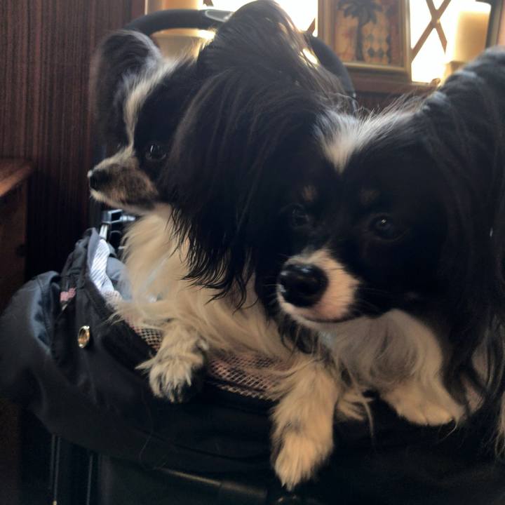 0ae38ac0 8cf5 4f17 a7af 5ef849cded27 1523865664393