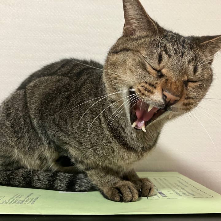 0ae46859 723f 4ddb a71c 5f6fa327c9d1 1759740881675