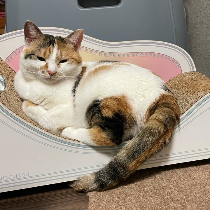 0ae5226b e05a 4bba a9c8 a80c3b3d8cfd 1619444662765