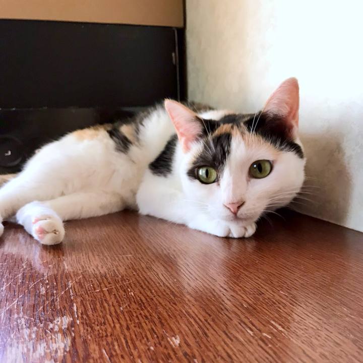 0ae5355c ae98 4197 b2e3 9a7c94db750b 1535156672779