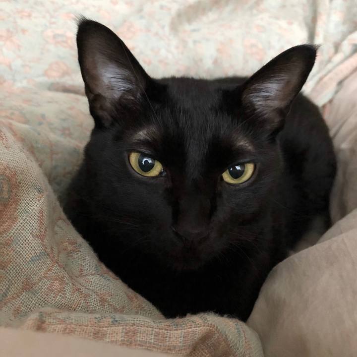 0ae6cb6c e0f3 4daf 8447 070dc8eda648 1540077979622