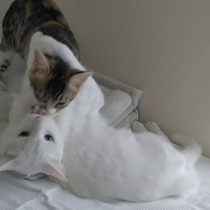 0ae8e8cd f9c8 41df 8348 be72a02e926f 1629797456773