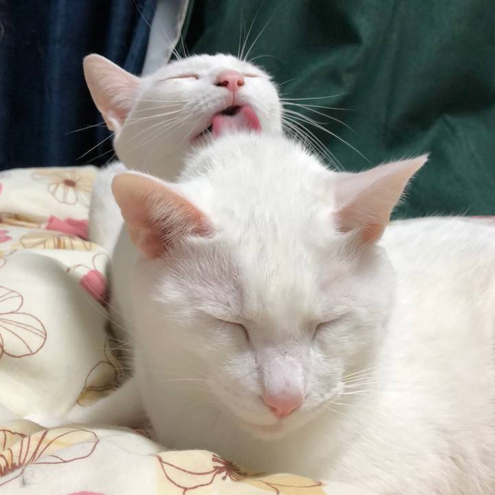 0ae91757 854c 4c62 ac58 be16a852cb44 1513957196939