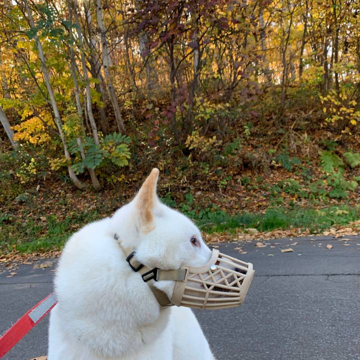 0aeb2926 e075 4e5f 9345 9901bea6e751 1572317413225