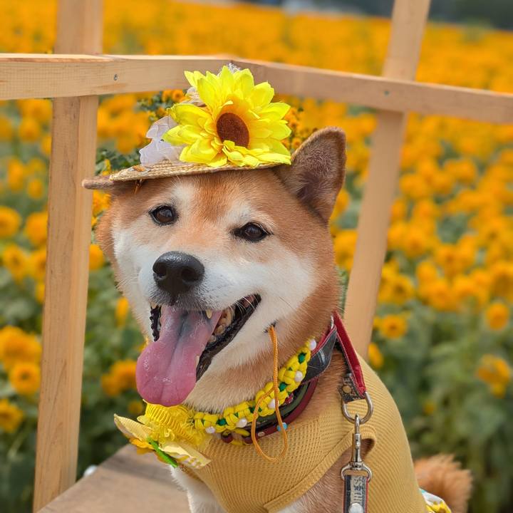 0aef4a52 9275 4ede 8882 b2dc7d8d8a7b 1756612955006