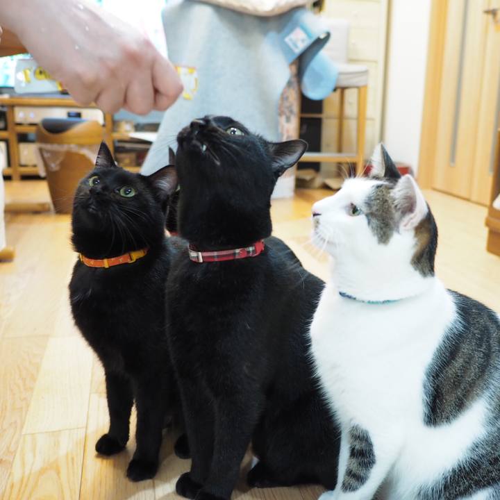 0af09abd 8677 4974 88f5 fda2795c499e 1535157555642