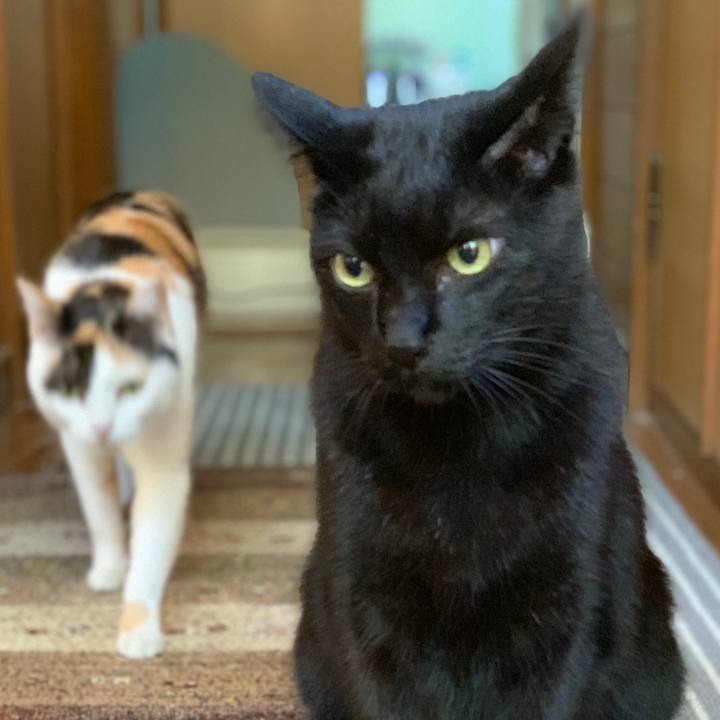 0af2ccf6 590c 482f a818 830733dc2c97 1541464374958