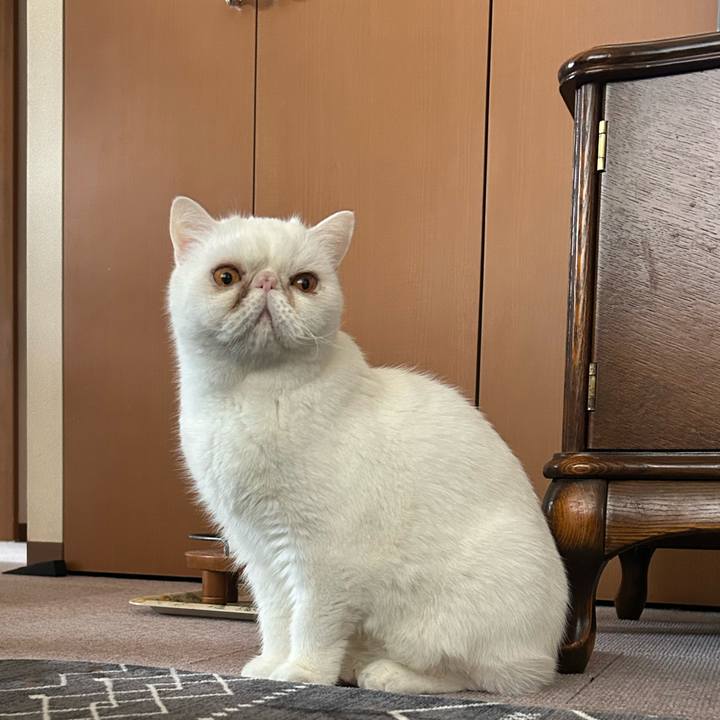 0af41e1c 1afe 47ba a74d ebc85719980f 1766828175032