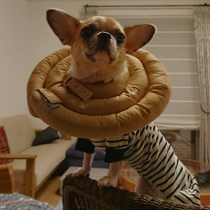 0af55342 f7d0 4c6a a2e6 5b36154bb79e 1539911426339