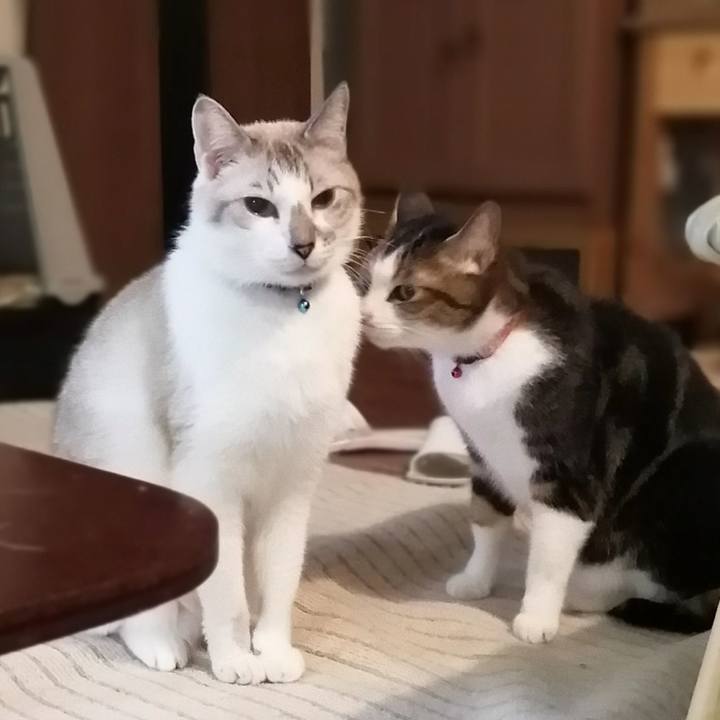 0af78587 feed 4b21 a96c dd8b292ac10a 1573893048969