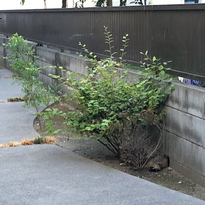 0af8451e d70b 4911 95d7 629895eda71d 1533243310997