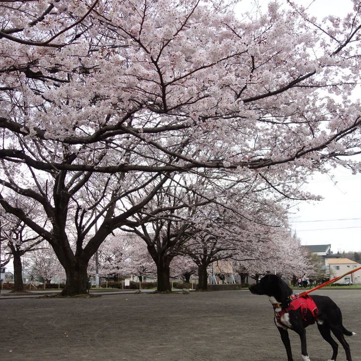 0af94bea 95e9 49f9 8c2c 301159522adb 1584923563934