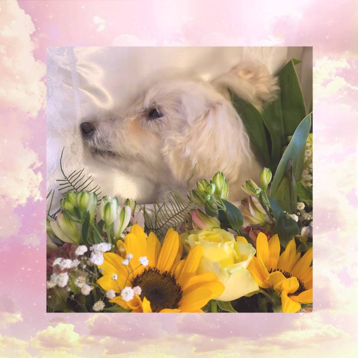 0afc1614 72ff 4973 bdcb 0a057f1deb5f 1558808149427