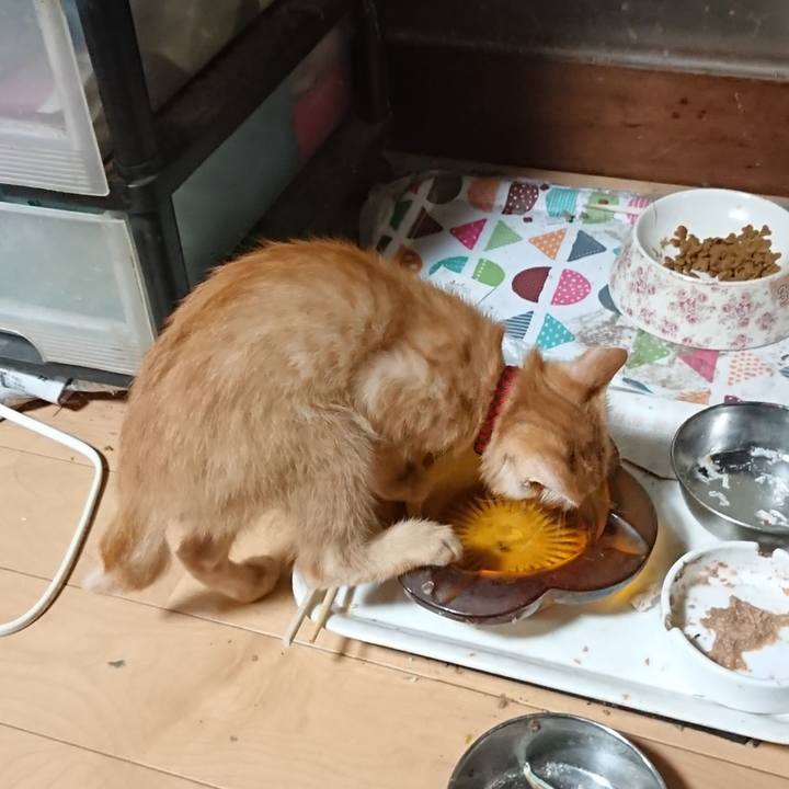 0afd3092 ac8e 4fed 99fd d6b6fdbdfeda 1630752361704