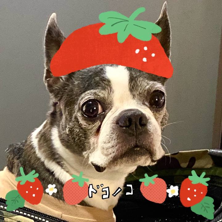 0afd77c3 8cbd 426d be88 f163890da8ca 1775306597739