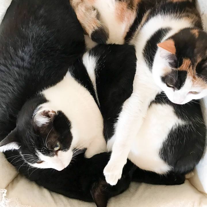 0afdbd15 77ee 4cea a20c fd087ea3e571 1518568323013