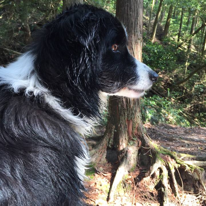 0b01cb3d b460 416f 939a e86e3ddfe052 1555920339734