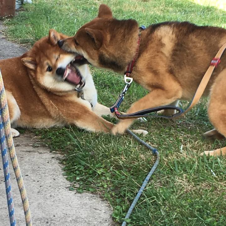 0b03f9da f811 4005 a187 b73bbb005846 1530468192913