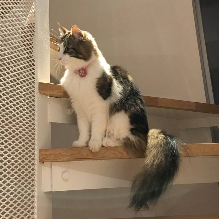 0b0497cb 578c 43dc a8a7 e06ee9a785a1 1513424264291