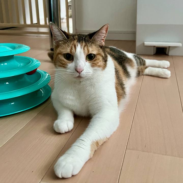 0b04dbf2 1680 41e9 8e41 39a852fb720e 1760326605922