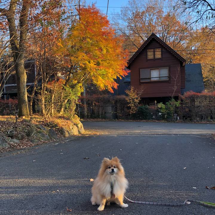 0b0c078a 0a12 4144 9ab0 68c68622d142 1575500510469