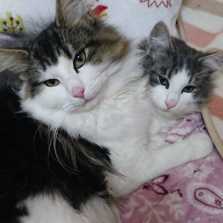 0b0f3fe4 88b0 475a 85ea fd631340dbea 1758715657022