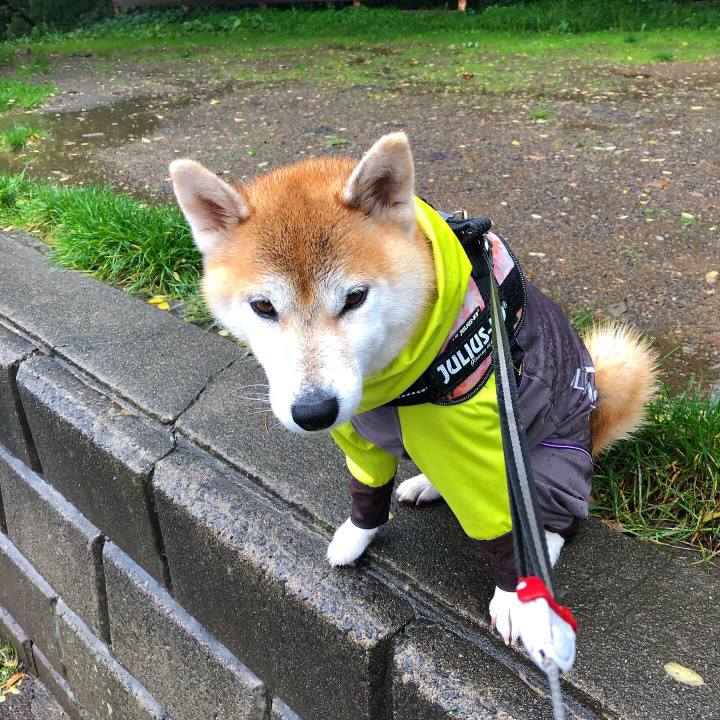 0b106dc3 f4fb 4dc5 b0a6 757d3526ed18 1570496195353