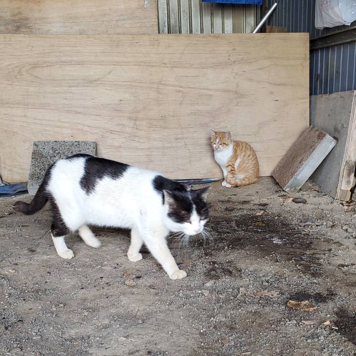 0b108e11 4493 4d4d a48a cda14fc66a4f 1708785857389