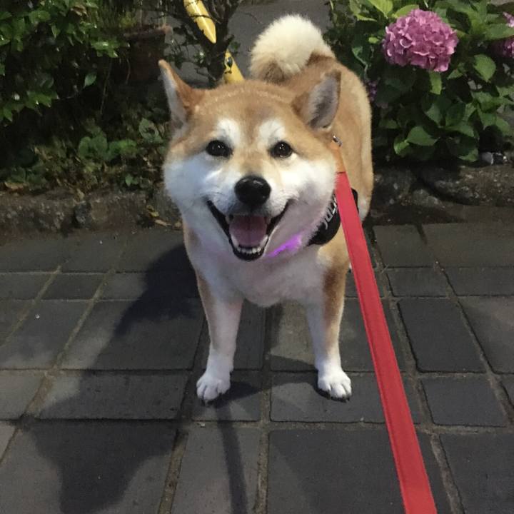 0b113df3 6698 4426 ad77 a840e2a3e036 1591526317387