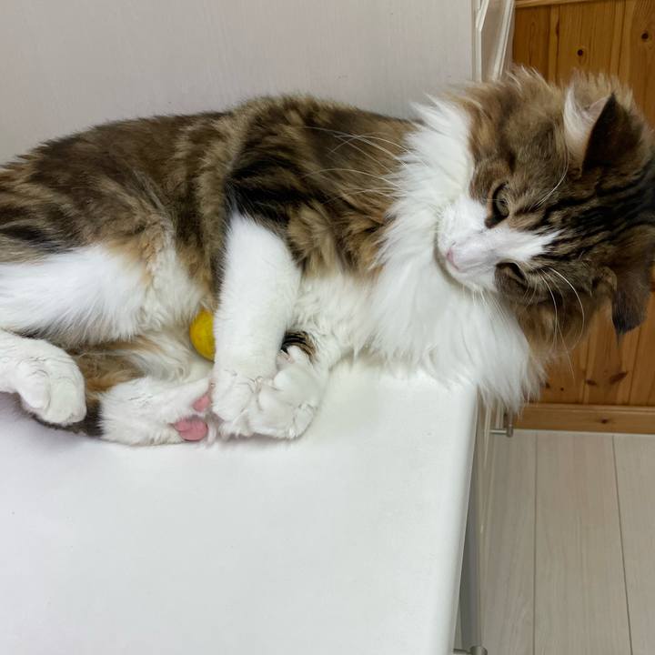 0b116fd9 b11c 4e3d a04b c530af85f51a 1665785191138