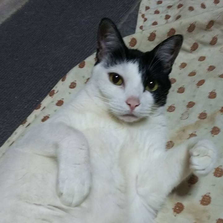 0b12d96d 7d2c 4bc3 9c93 20319a617cbe 1543687804139