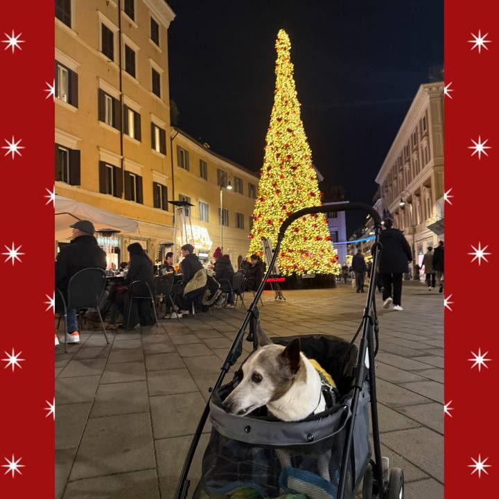 0b174125 156d 4cda 882f 345c277a5f5e 1766520027436