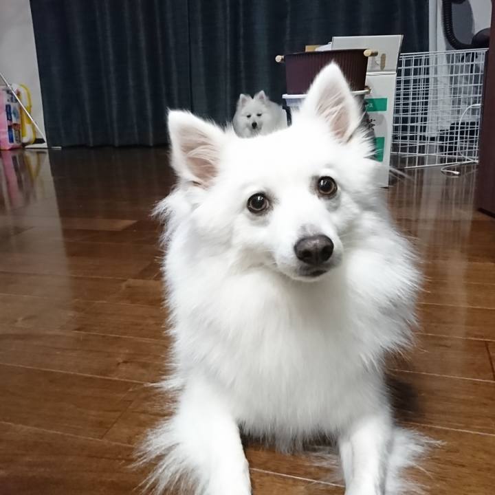 0b1c74ee 54d4 4c64 bc29 ef948cd29350 1559811847644