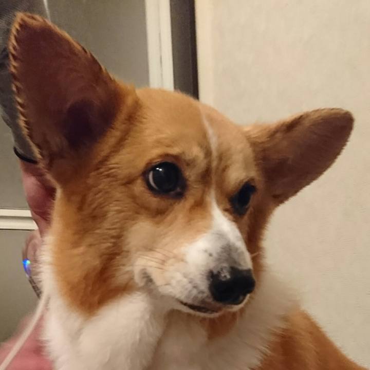 0b1dc1ad e82b 41f6 9c29 74360c2445c2 1544713097103