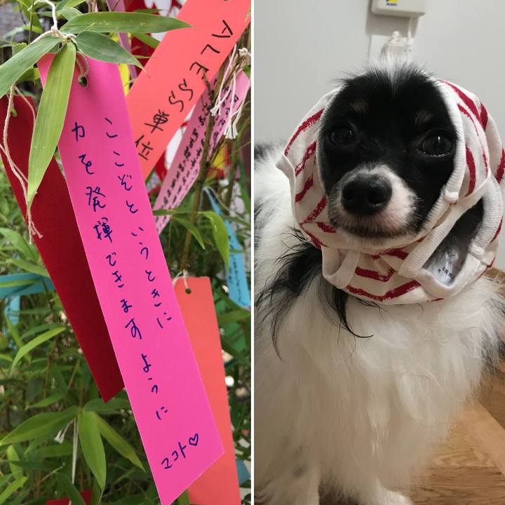 0b21768f e2a4 44d0 b1f7 af870f0f64bd 1531020103675