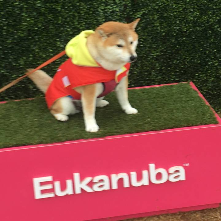 0b24544c 4454 4fdd a54d c241ae3e0c65 1574490991932