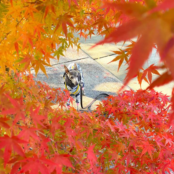 0b26126a 044b 4df7 93d4 4f1114bb7ac1 1765697121161