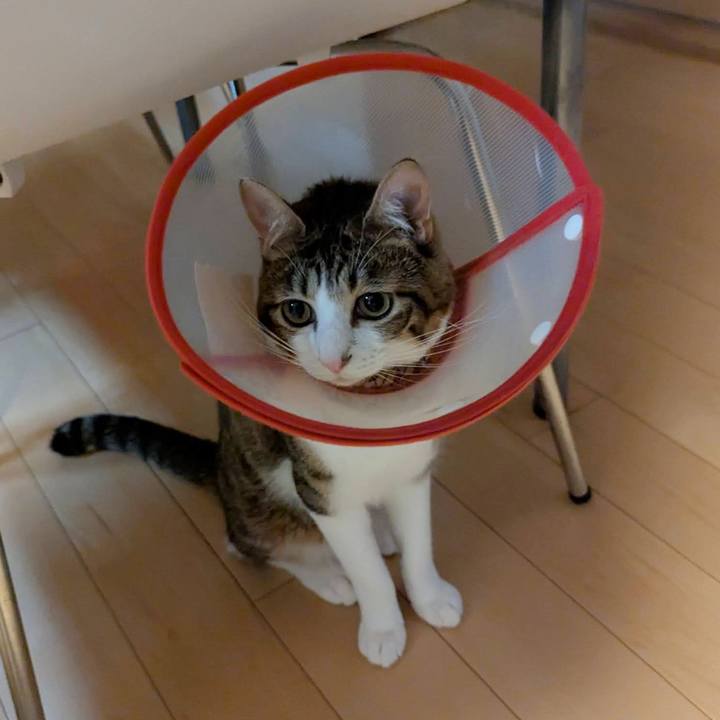 0b28bcfc d9fa 4a51 b329 46208b3903f8 1756885073991