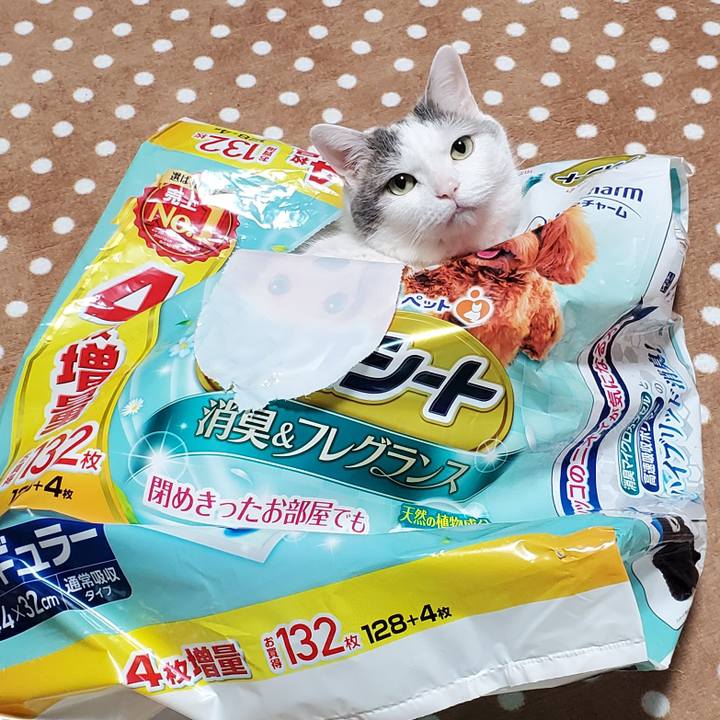 0b28e9d9 2d26 40f7 9b8e 99d96ce80fee 1616171262270