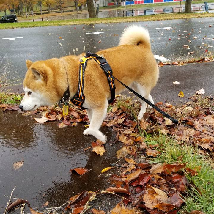 0b2b7f88 a85d 4484 8bbd 5f4b88aff4c4 1604035279445