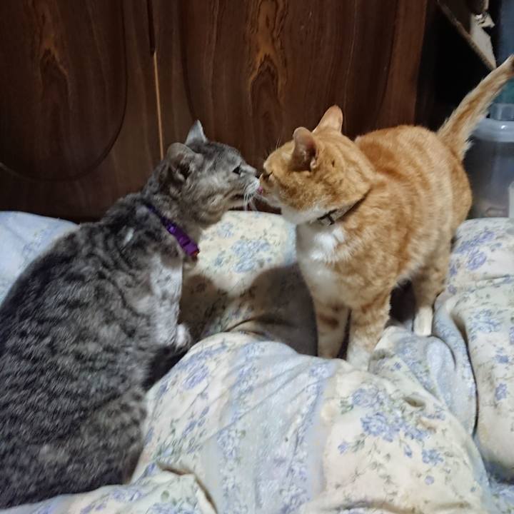 0b2cae28 90ad 4d40 bbbc dbdb00f1275e 1589370459679